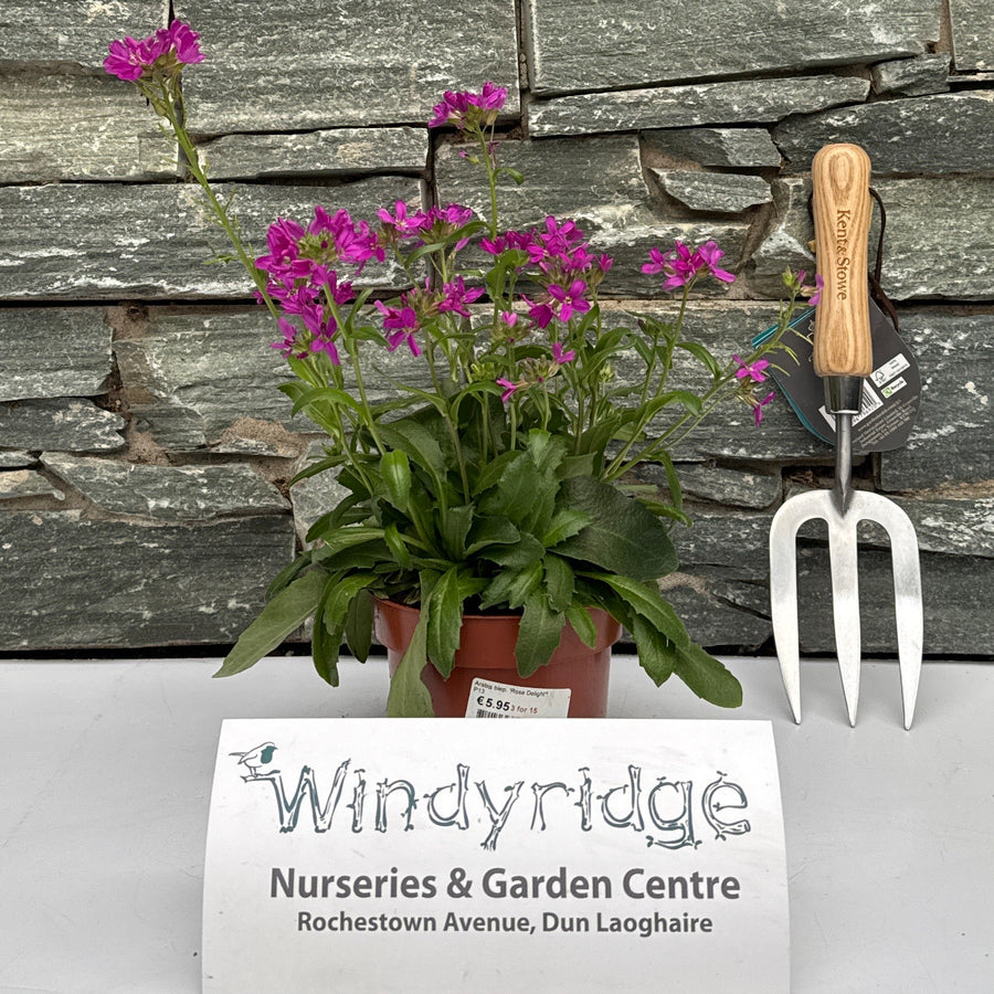 Arabis Blep. Rose Delight  (P13 Pot) - Bedding - Windyridge Garden Centre