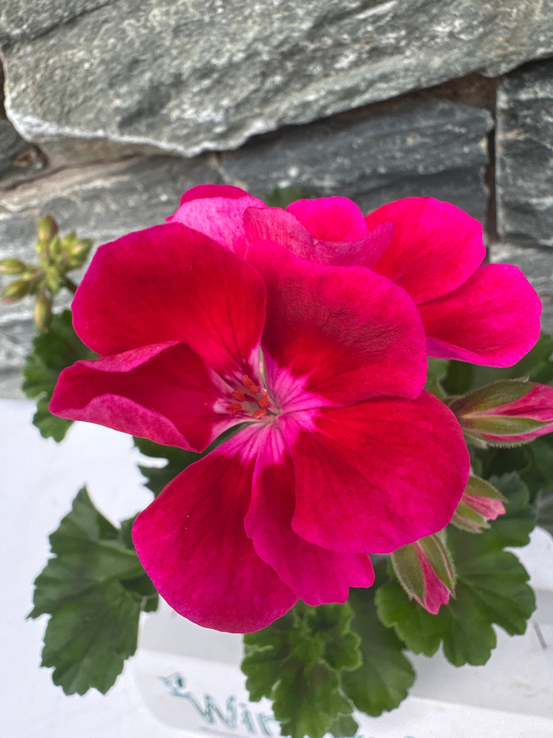 Geranium Cerise