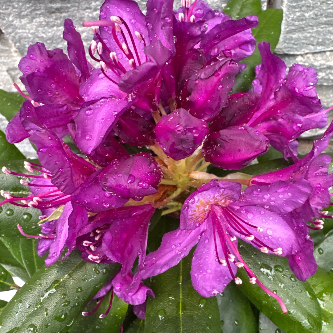 Rhododendron Hybride Mix P17 - Shrubs - Windyridge Garden Centre