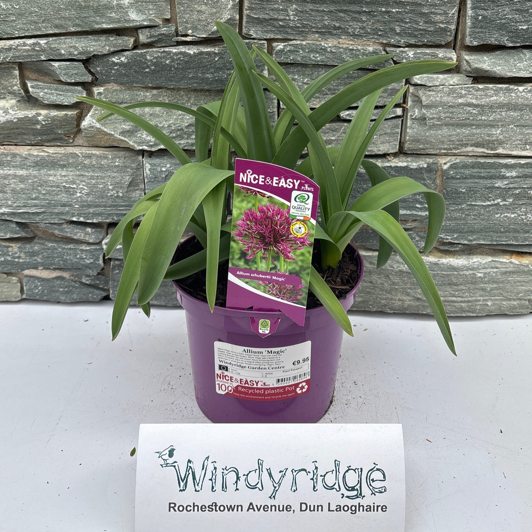 Allium Magic 3L
