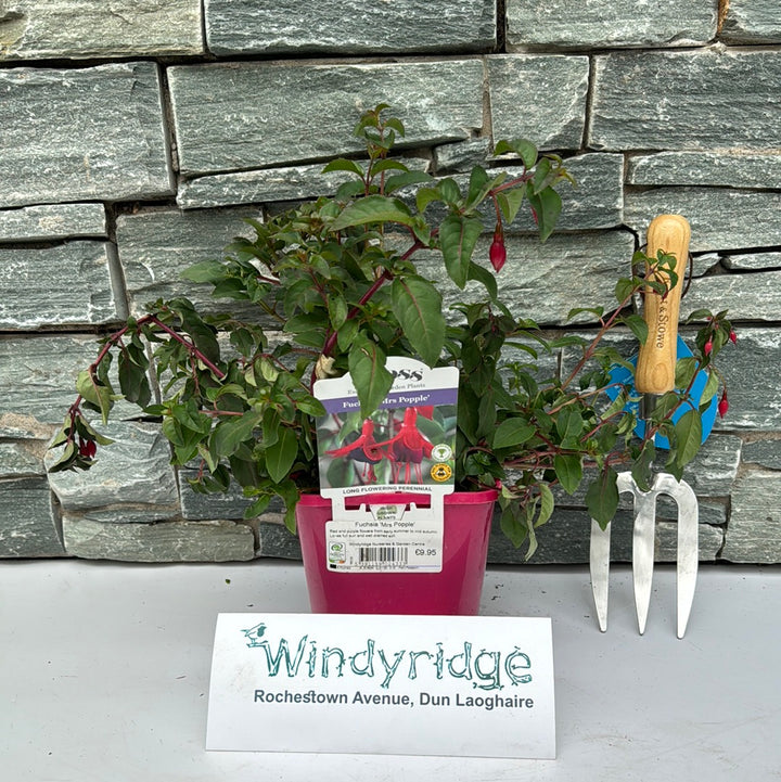 Fuchsia Mrs Popple