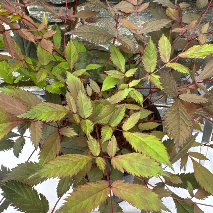 ASTILBE Ellie