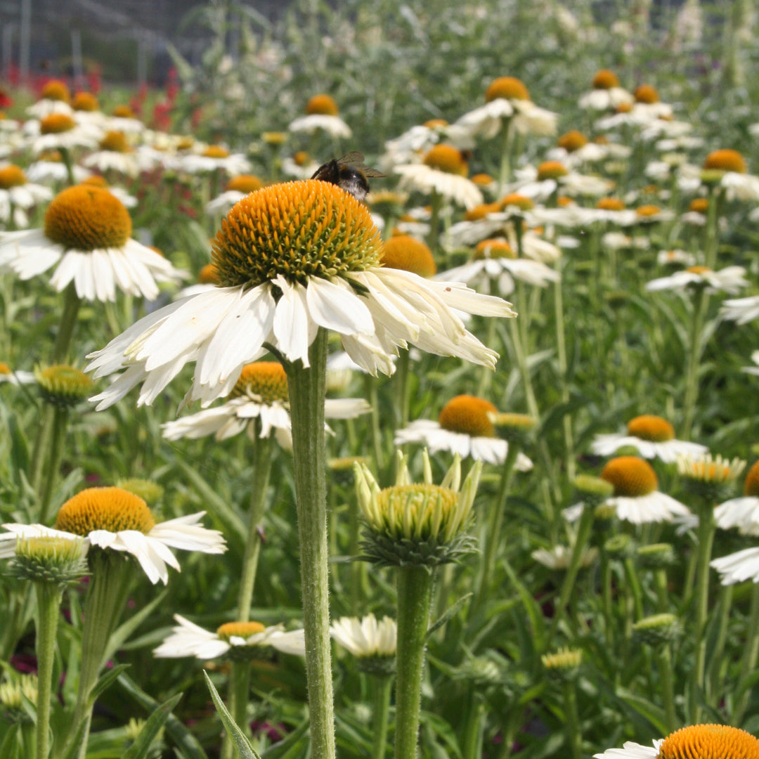 Echinacea-White-Meditation-plant