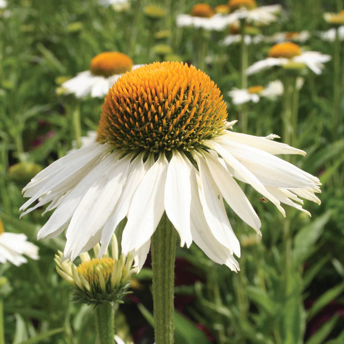 Coneflower (Echinacea White Meditation)