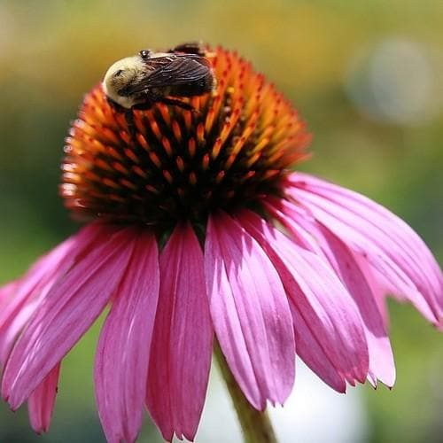 Echinacea Purpurea Magnus - Herbaceous - Windyridge Garden Centre