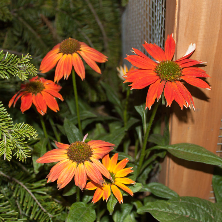 ECHINACEA sombrero Salsa Red
