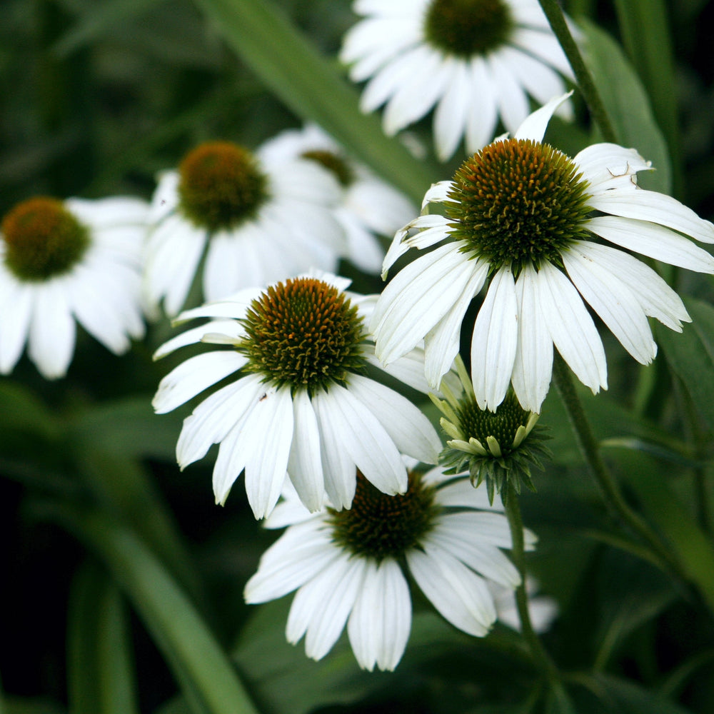 Echinacea 'White Swan' - Herbaceous - Windyridge Garden Centre