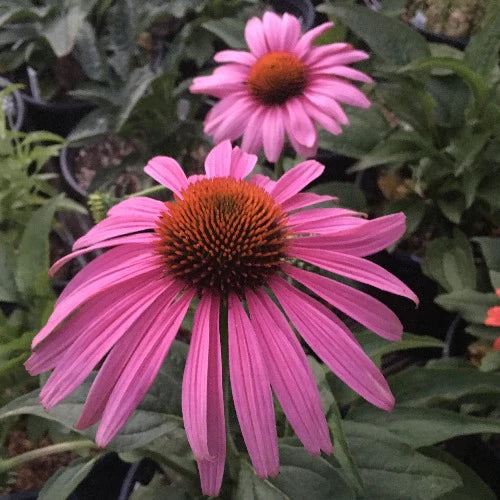 ECHINACEA p. Prairie Splendor