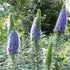 Echium candicans
