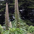 Giant Vipers Bugloss Echium Pininana (2Ltr Pot)