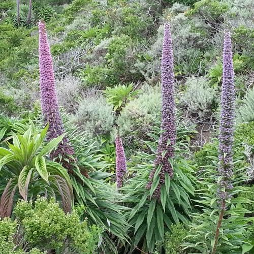 Giant Vipers Bugloss Echium Pininana (2Ltr Pot) - Herbaceous - Windyridge Garden Centre