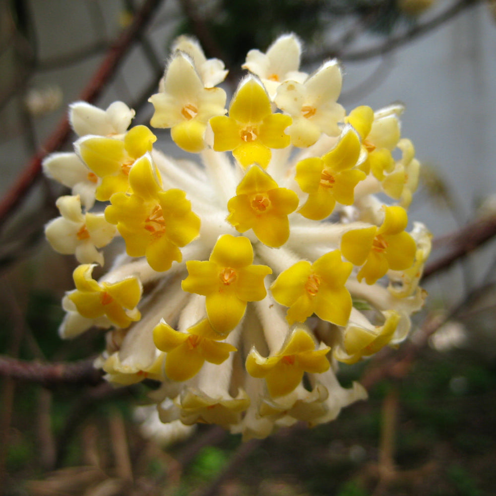 Edgeworthia Chrys. Grandiflora - Shrubs - Windyridge Garden Centre