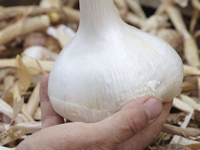 Garlic Elephant 1 - Bulbs - Windyridge Garden Centre