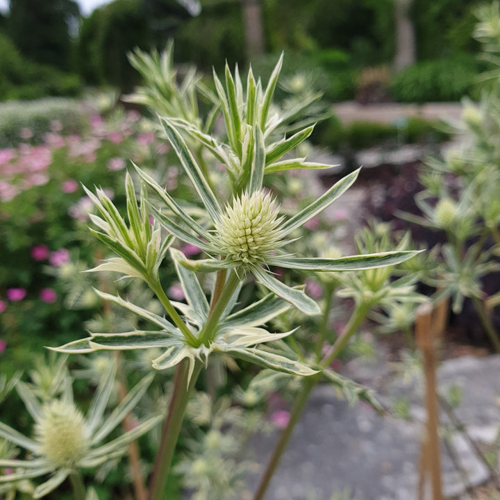 ERYNGIUM Jade Frost