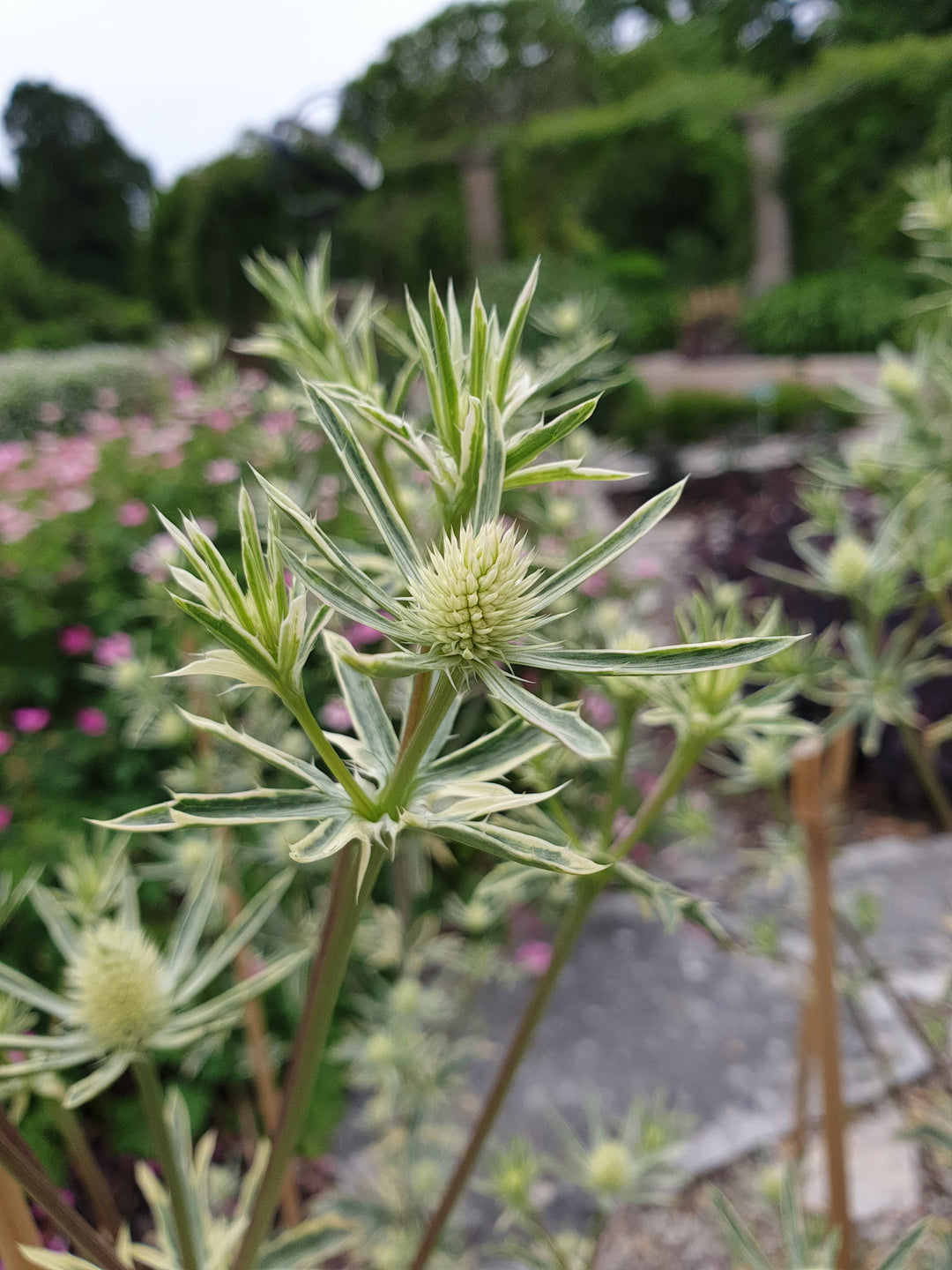 ERYNGIUM Jade Frost