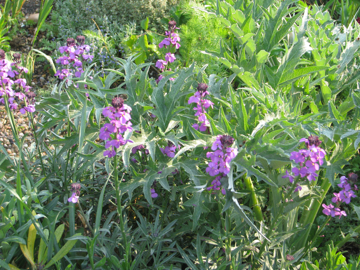 Erysimum-Bowles-Mauve-Flower-2