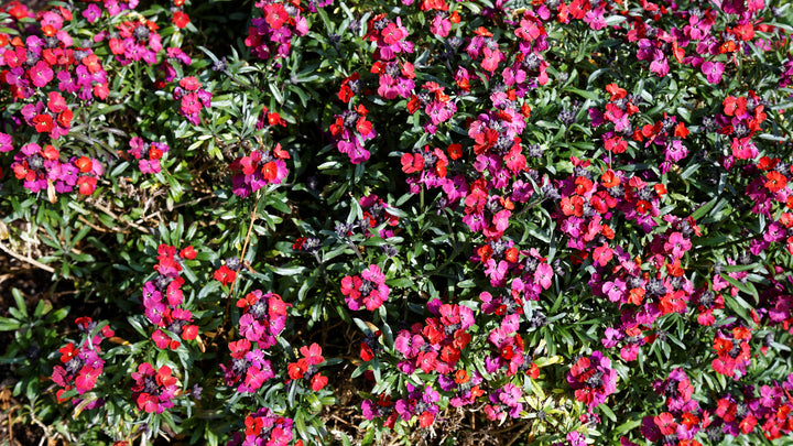 Erysimum Red Jep