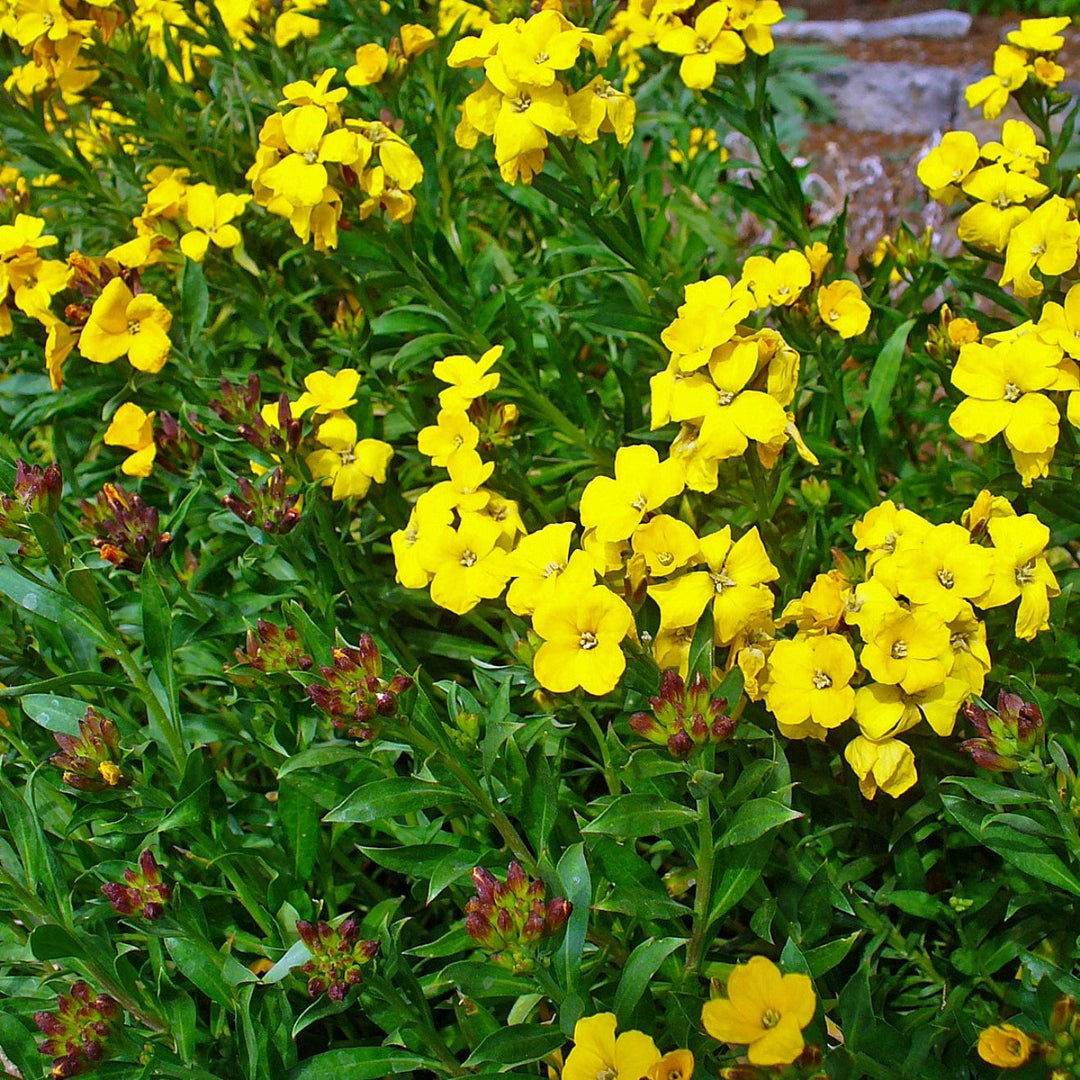 Erysimum-Fragant-Sunshine-flower-1