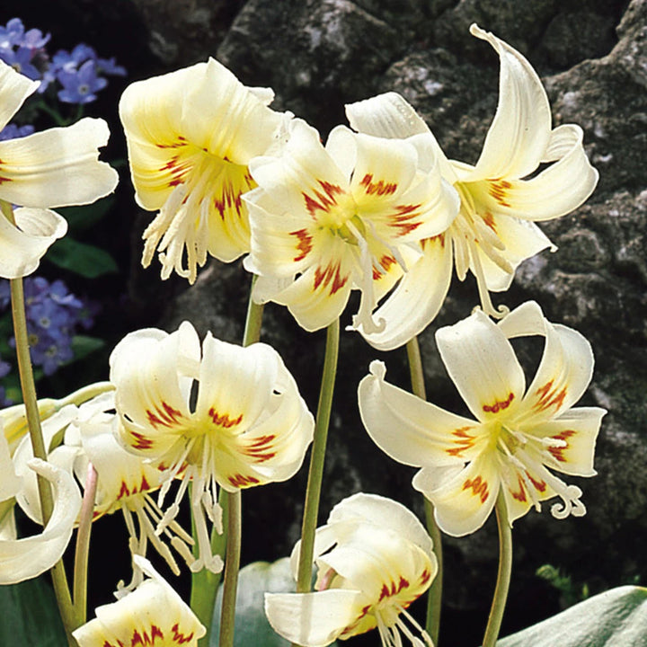 ERYTHRONIUM WHITE BEAUTY 2