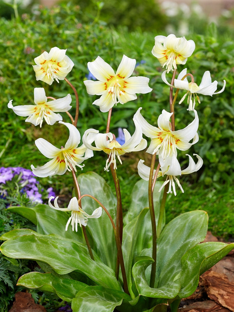 ERYTHRONIUM WHITE BEAUTY 2