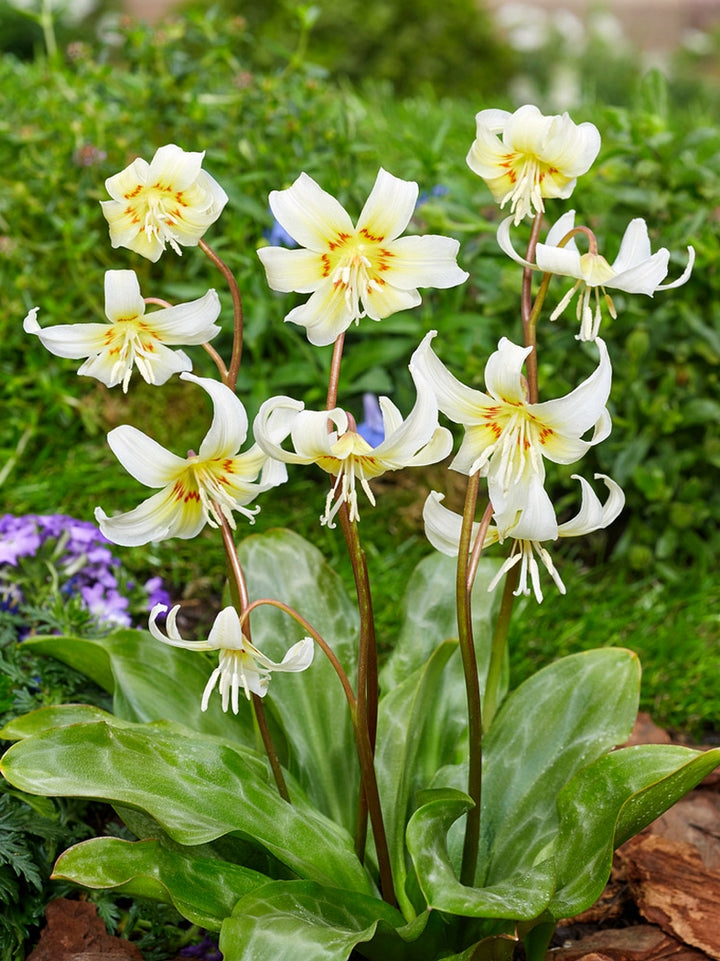 ERYTHRONIUM WHITE BEAUTY 2