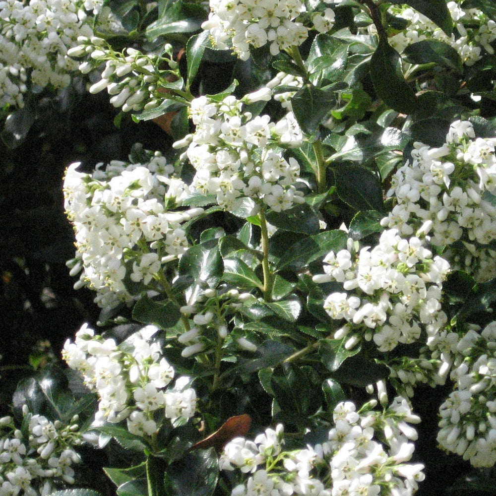 Escallonia Iveyii - Shrubs - Windyridge Garden Centre