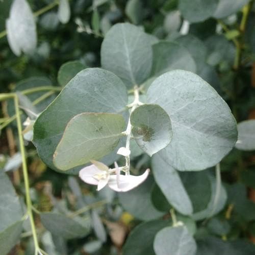 Eucalyptus Gunnii Azura - Shrubs - Windyridge Garden Centre
