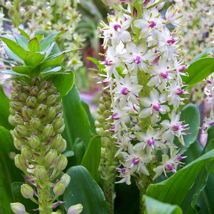 EUCOMIS bicolor