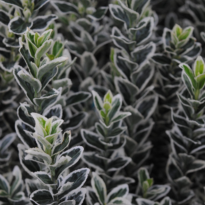 Euonymus White Spire