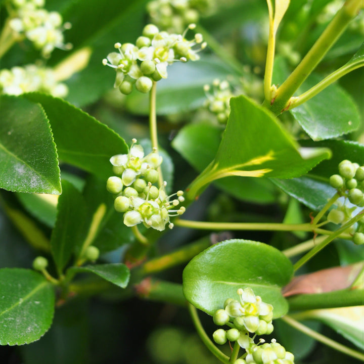 Euonymus fort. Interbolwi