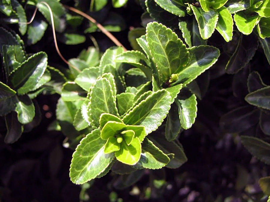 Euonymus-jap.-Green-Spire-Leaf