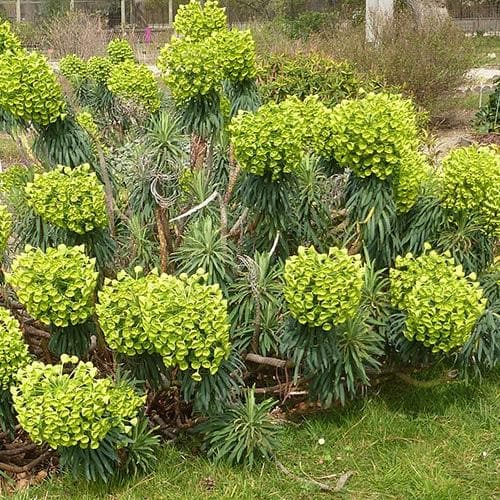Euphorbia Char. Wulfenii - Herbaceous - Windyridge Garden Centre