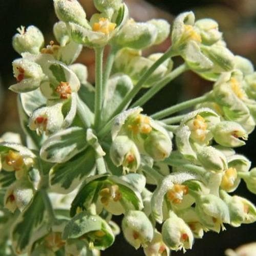Mediterranean Spurge (Euphorbia Characias Silver Swan PBR)