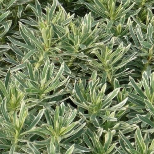Mediterranean Spurge (Euphorbia Characias Silver Swan PBR)