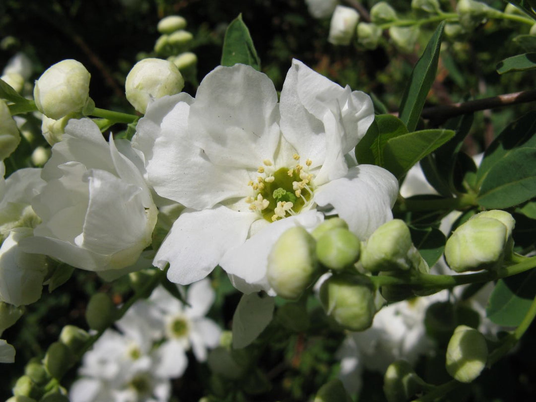 Exochorda-macrantha-The-Bride-flower