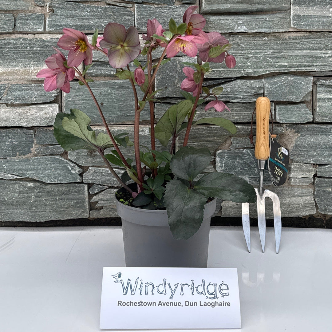 Helleborus Hgc Ice N  Roses Rose - Herbaceous - Windyridge Garden Centre