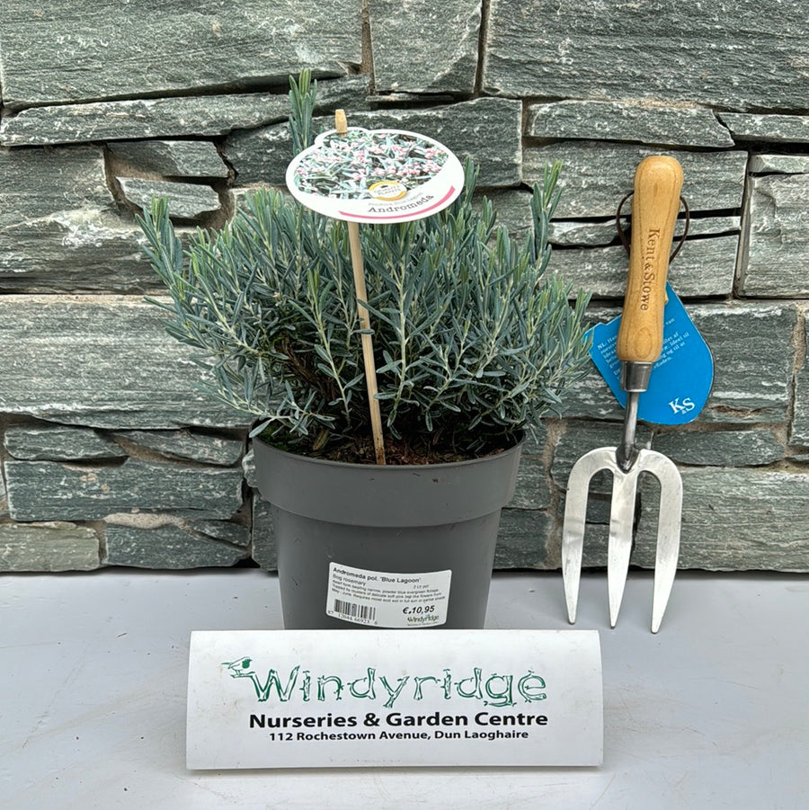 Andromeda Pol. Blue Lagoon  2 Ltr Pot - Shrubs - Windyridge Garden Centre