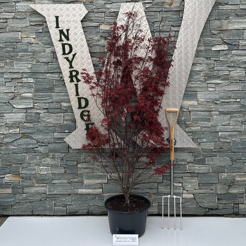 Acer Pal. Skeeters Broom - Trees - Windyridge Garden Centre