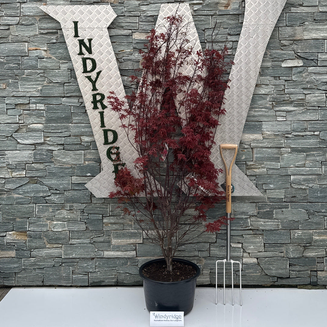 Acer Pal. Skeeters Broom - Trees - Windyridge Garden Centre