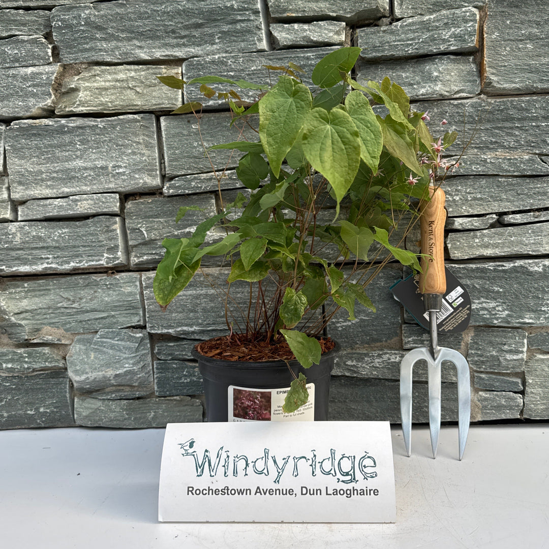 EPIMEDIUM Asiatic Hybrid