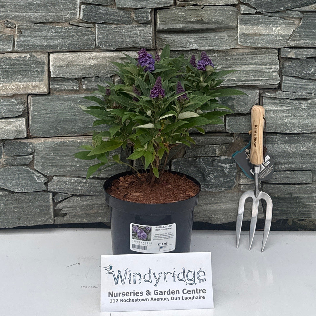 BUDDLEJA 'Little Rockstars® Blue'