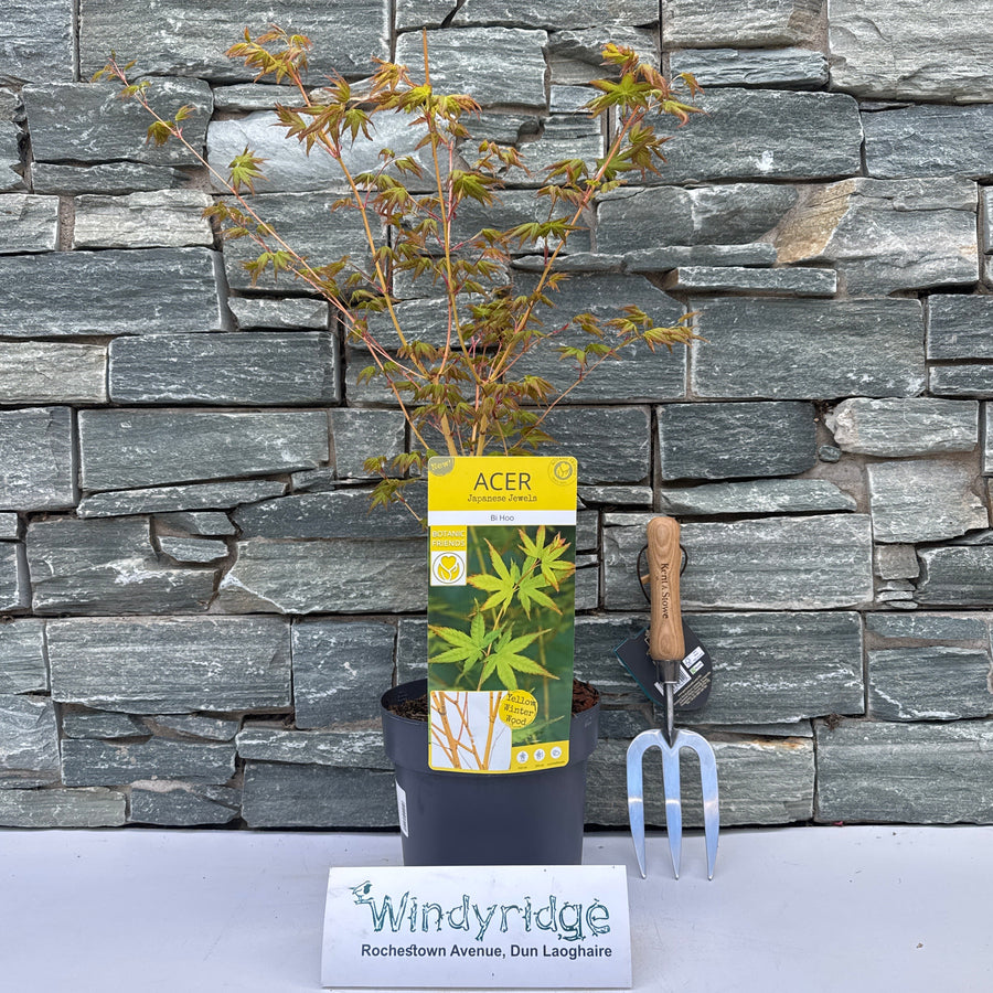 Acer Palmatum 'Bihoo' 3 Ltr Pot - Trees - Windyridge Garden Centre