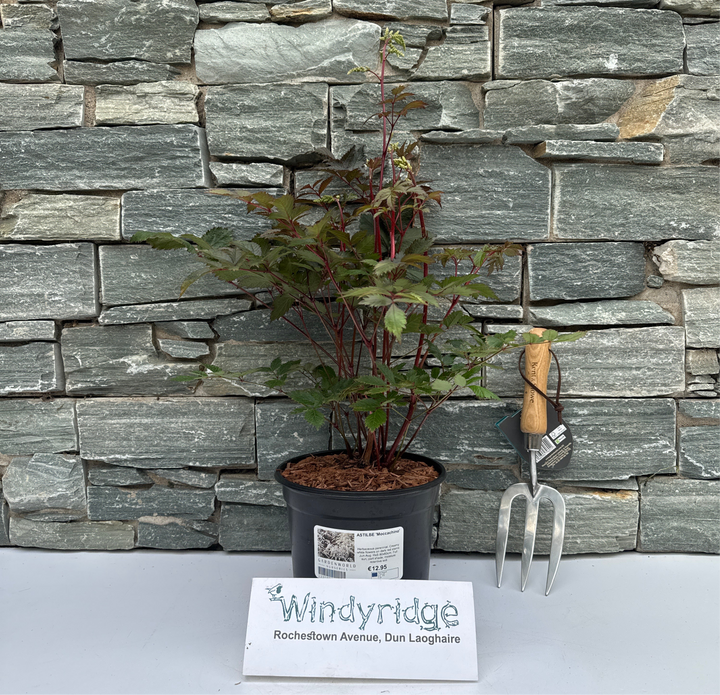 ASTILBE Moccachino