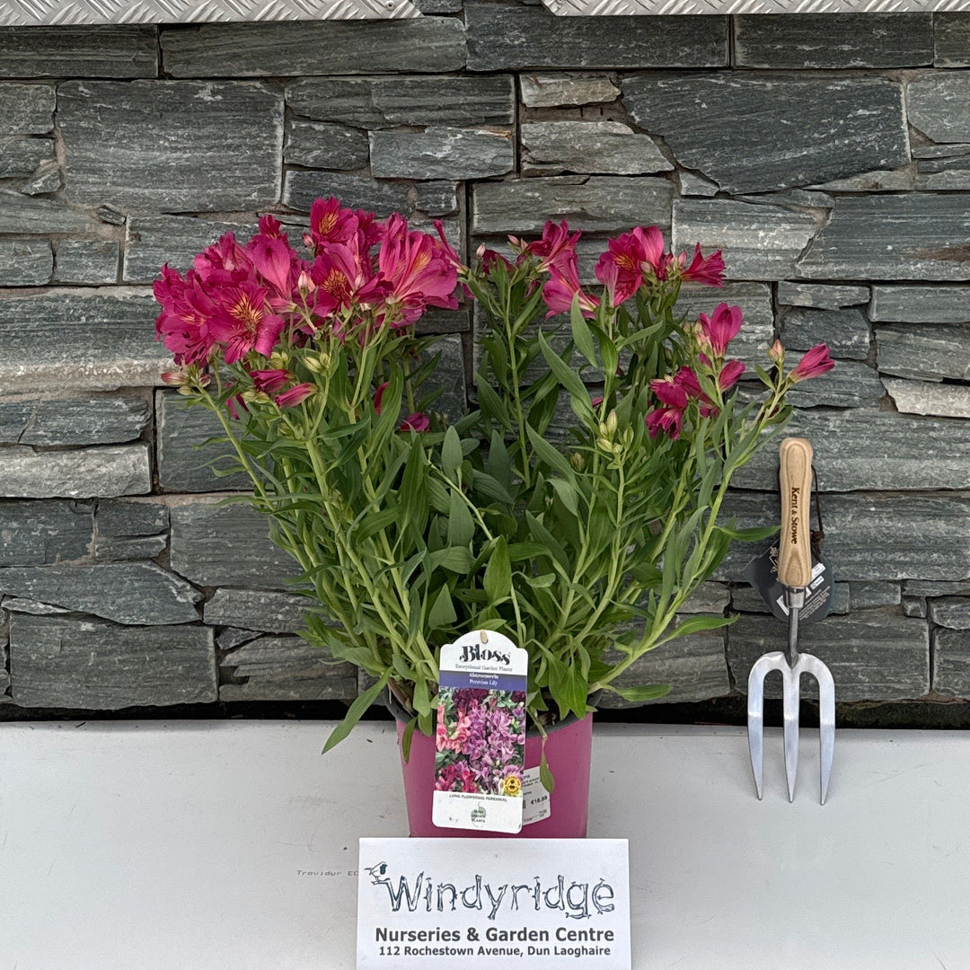 Alstroemeria Colorita Ivana 3L
