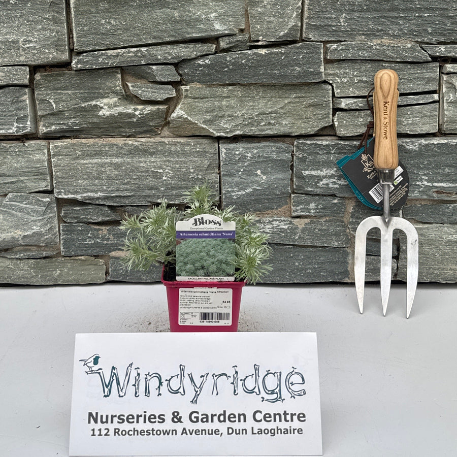 Artemisia schmidtiana 'Nana Attraction' - Herbaceous - Windyridge Garden Centre