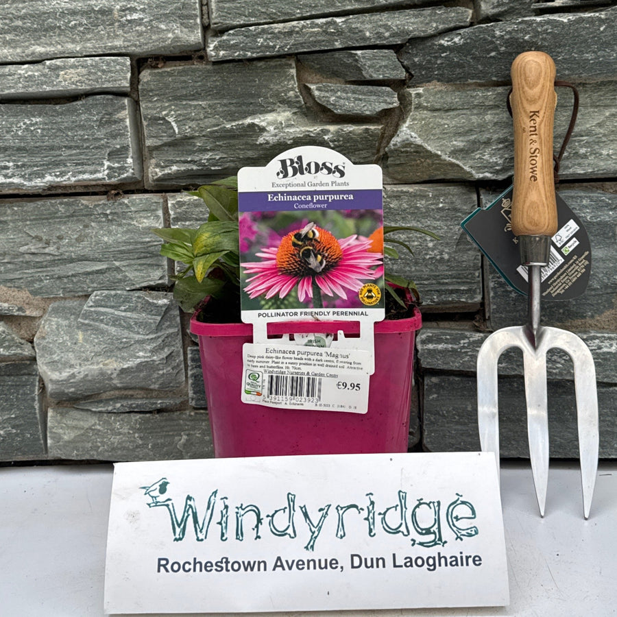 Echinacea Purpurea Magnus - Herbaceous - Windyridge Garden Centre