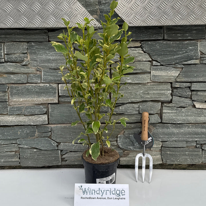 GRISELINIA Variegata