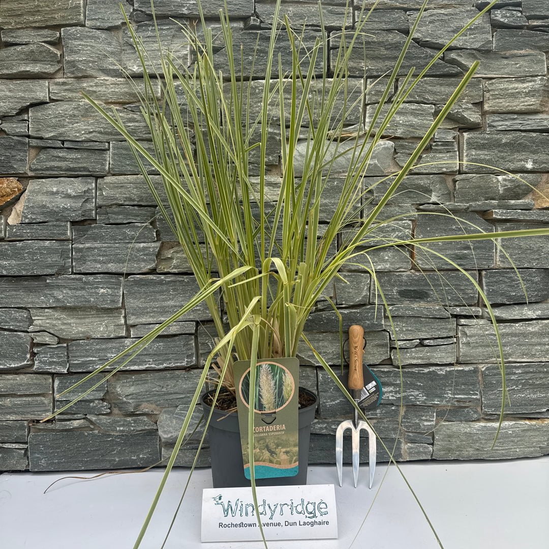 Cortaderia sell. Esperanta