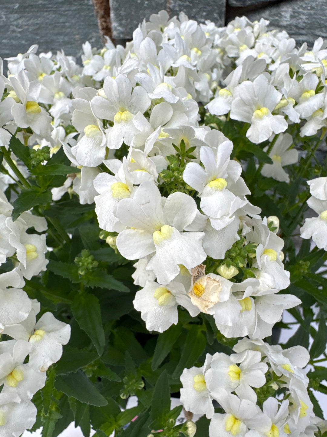 Nemesia White Perfume
