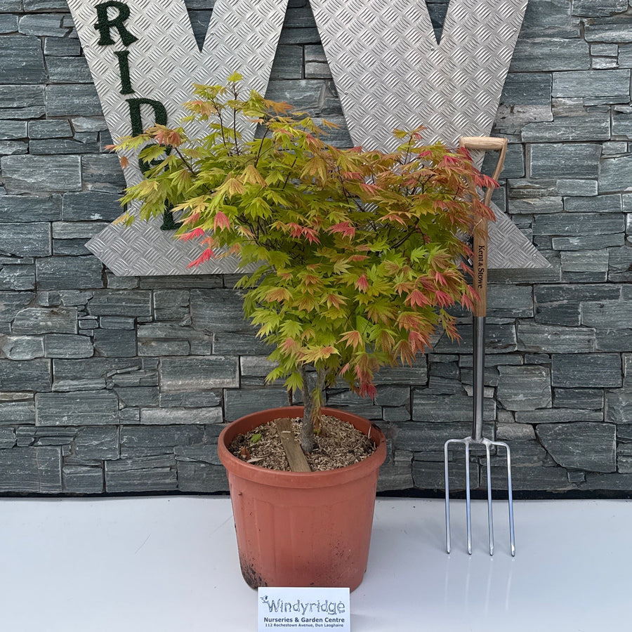 ACER SHIRASAWANUM MOONRISE ZOLLA + CONT (CLT 35) H 80 - 100 CM - Trees - Windyridge Garden Centre